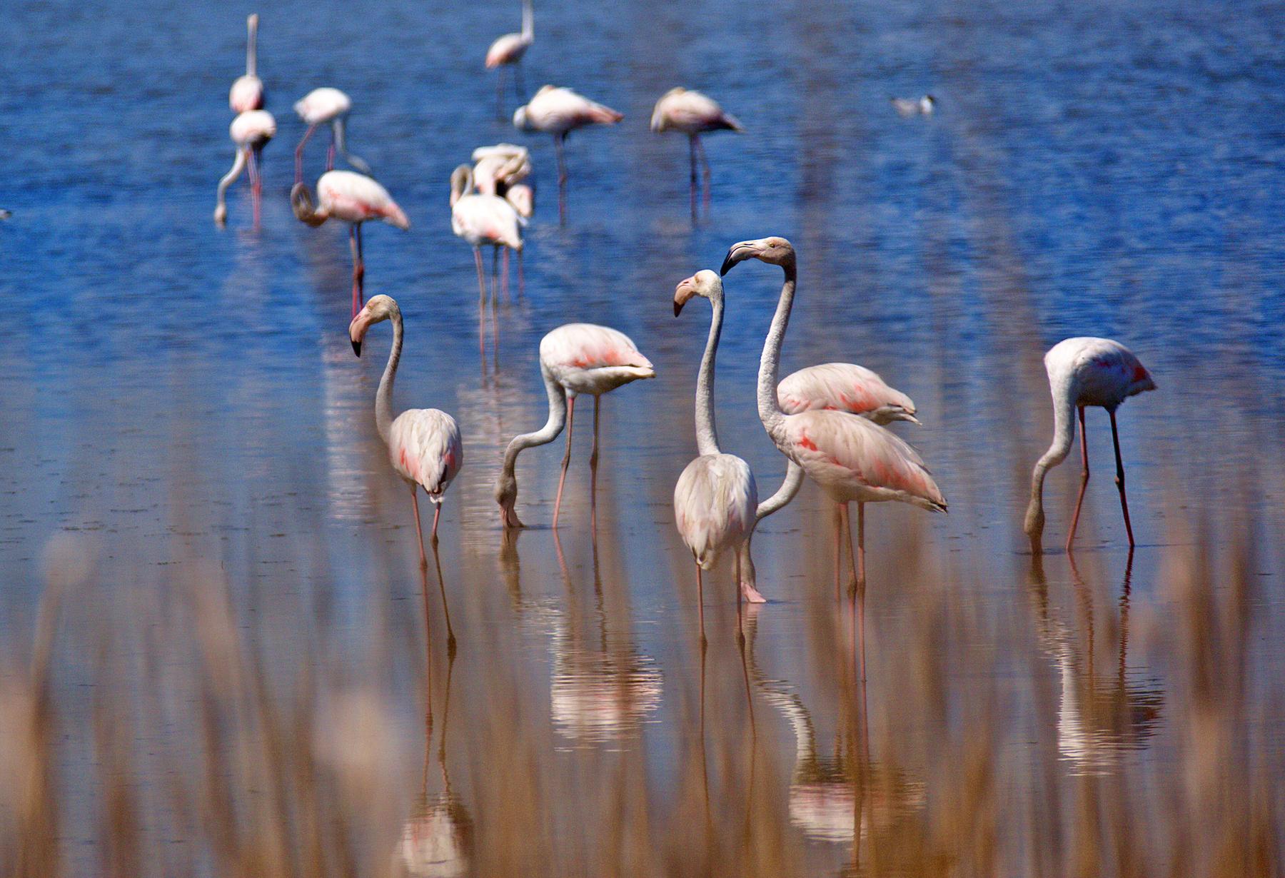 Greater flamingos wading among reeds in the shallow lagoon